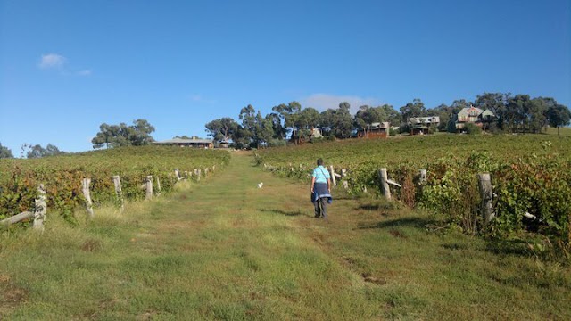 Warrenmang Vineyard & Resort