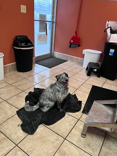 DIY Dog Wash