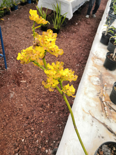 Orqibel -Orquideas Gallery - Mexico
