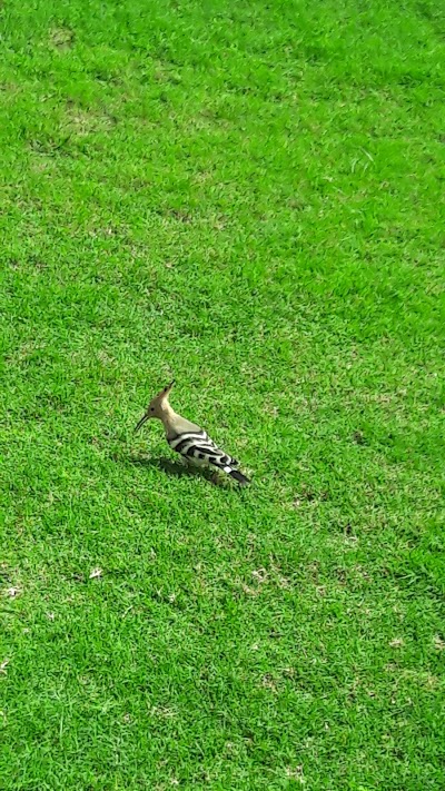 Photos of Park