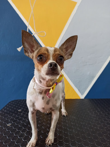 Veterinaria Yucatkán