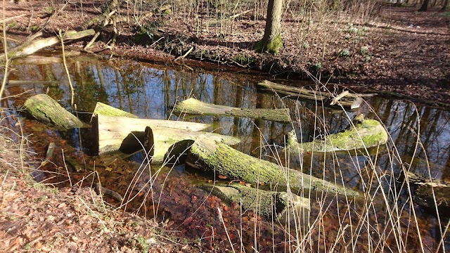 Haagse Bos
