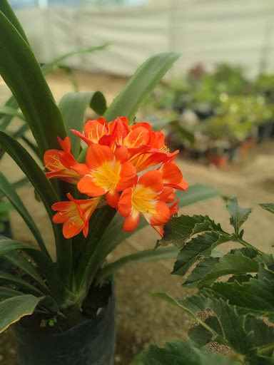 Vivero Nomar - Thumbnail