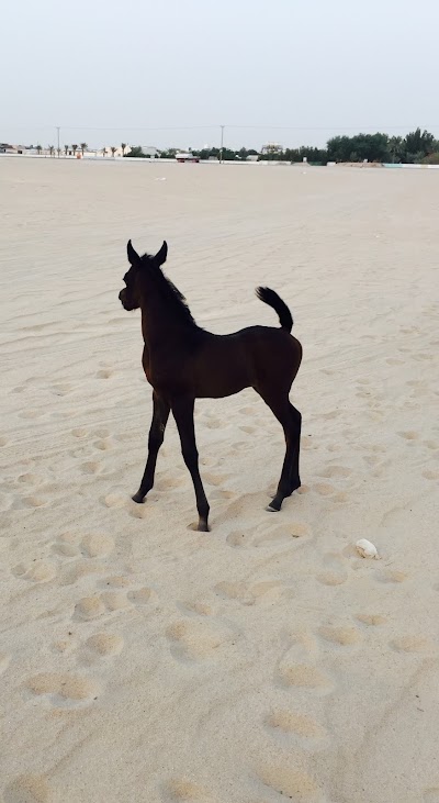 Photos of Amjad and Albayraq Stud
