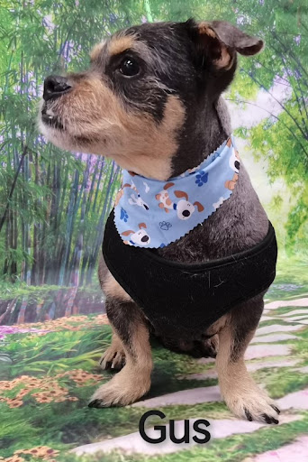San Marcos Grooming - Thumbnail