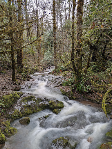 Limpy Botanical Interpretive Loop Trailhead - Visual