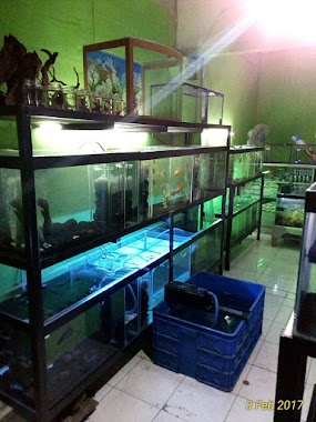 Ipung Ikan Hias Dan Aquarium, Author: ifunk purwanto