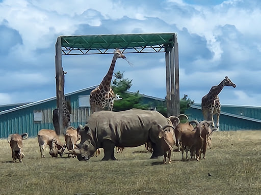 African Lion Safari - Thumbnail