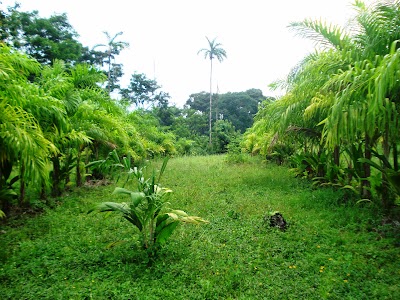 Photos of ICTA Central Farm