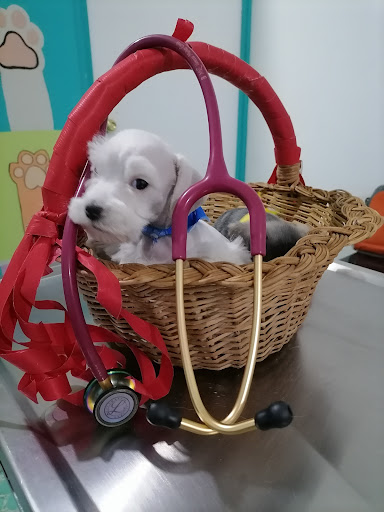 Consultorio veterinario Zoo-luciones 🐾