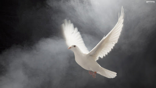 Memorable Moments Dove Release LLC - Thumbnail