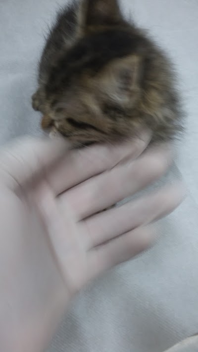 Photos of Dilma&ccedil; Veterinary Clinic