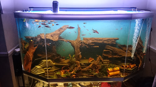 Sedgley Road Aquarium - Thumbnail