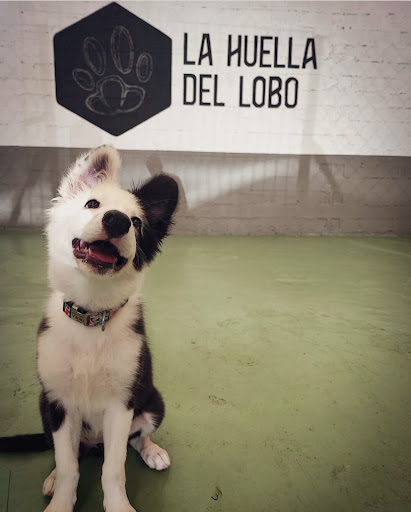Hotel para perros La Huella del Lobo