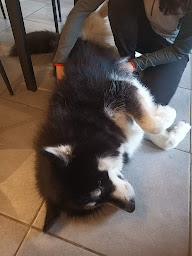 Photo n°10 de Fanny Humbert Ostéopathe Humains-Animaux à Viviers-du-Lac (Ostéopathe)