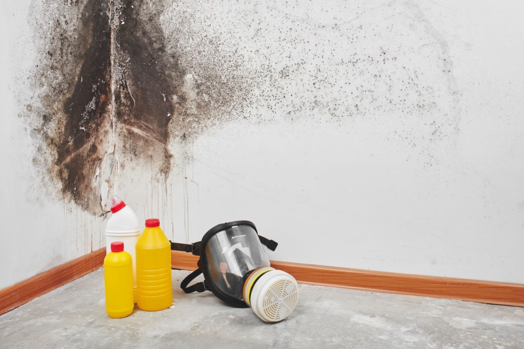Sapphire's Mold Removal & Remediation photo