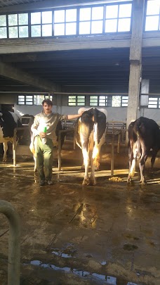 Abakhel Dairy Farm mingora