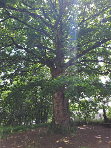 Arbre remarquable (chene, ancienne ragosse)) - Thumbnail
