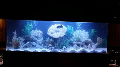 Dutch Family Reef: Aquarium Maintenance and Design