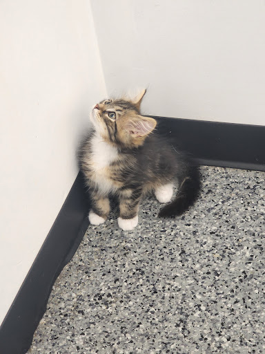 Chickamauga Veterinary Clinic