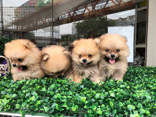 Comel Pet Shop