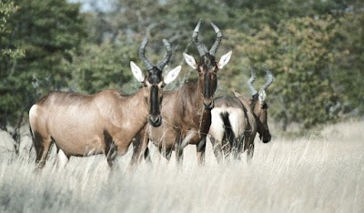 Photos of Etosha Pan