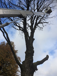 Photo n°5 de Sarl LDLG à Moréac (Service d'élagage)