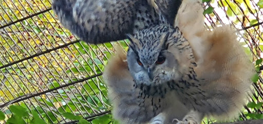 Voliere Vogelkäfige - Thumbnail