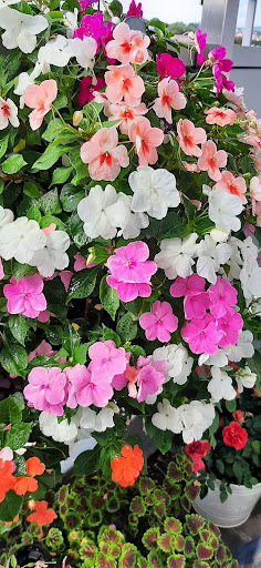 Jumbo's Blumenwelt Gallery - Germany