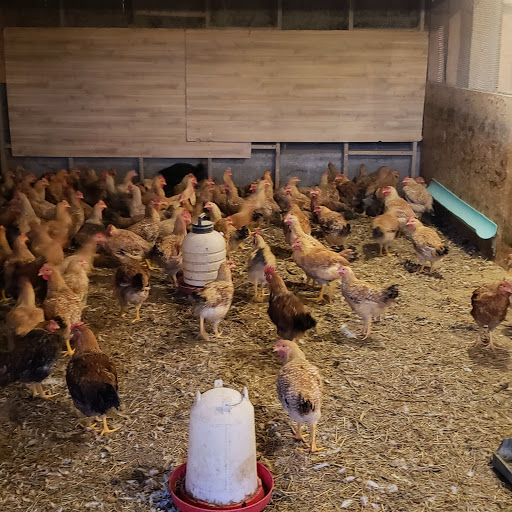 HalalCo Meats Farm - Thumbnail