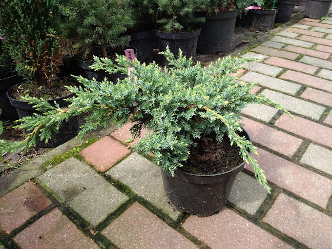 Comentarii opinii despre Floks.pl Sklep ogrodniczy