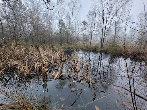 Westerheide - Visual