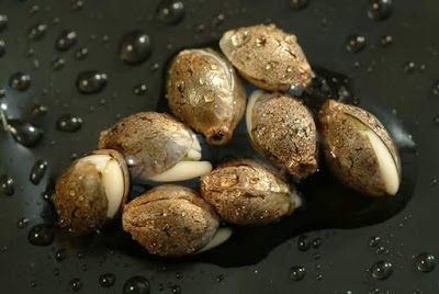 Photos of Psicoactivo 🍄 Grow Shop