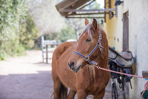 Photo n°10 de Ranch Villata à Zonza (Centre équestre)