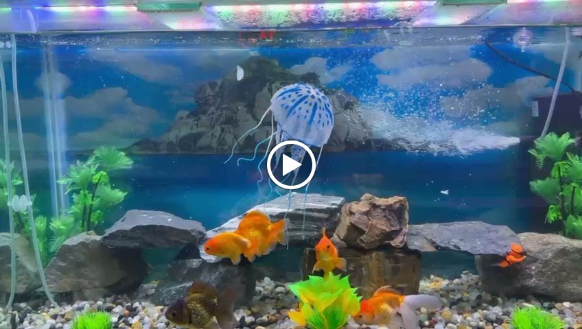 Feathers and Fins_ Aquarium Shop in Al Karama | Maintenance and Installation - صورة 2