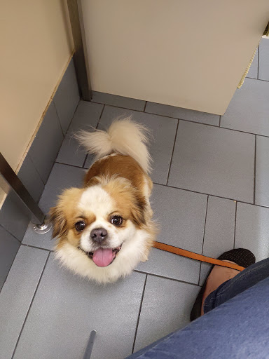 Familypet Vet Coromandel Valley Gallery - Australia