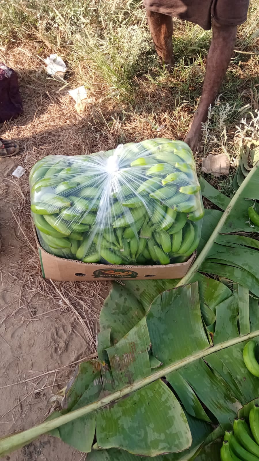 دجاجي غير للدواجن - صورة 4