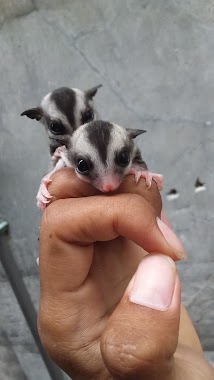 Sugar Glider E'R Pet's, Author: Qibay gokil reggae cengkareng