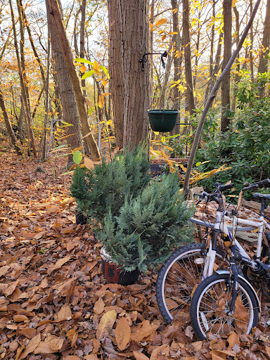 Blue Oaks