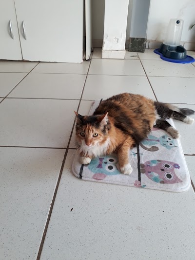 Photos of Oliva Proenca - Veterinary Medical Center