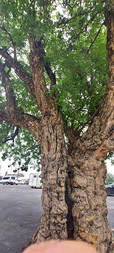 The gnarly tree - Thumbnail