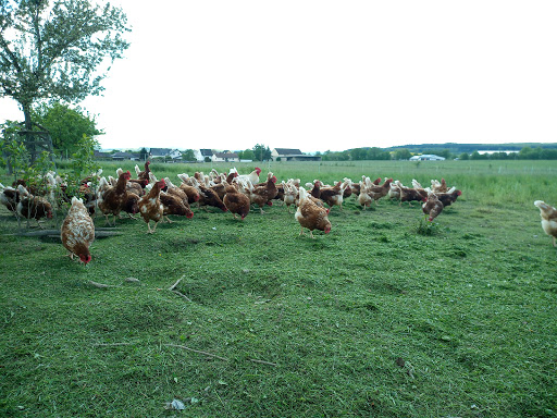 Natur-Geflügelhof Hennweiler - Thumbnail