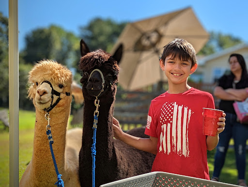Buddy's Alpaca Farm Gallery - United States