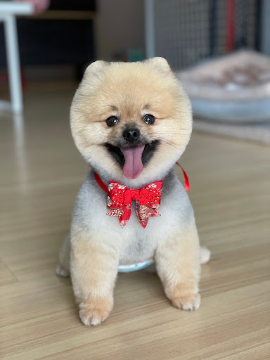 Paws N Pups Grooming & Spa