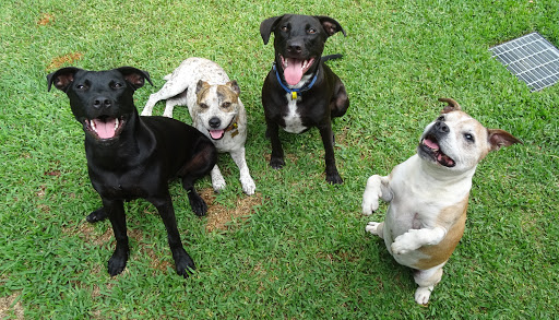 Springwood Bangalla Dog Park - Thumbnail