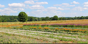 Photo n°14 de L'HERBERIE DE LA SAULX à Mognéville (Centre de bien-être)