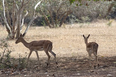Photos of Sand Forest Lodge