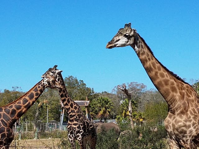 ZooTampa at Lowry Park