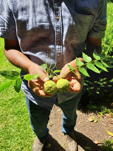 Walnut Lawn - Thumbnail