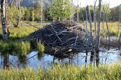 Naturschutzgebiet Pfrontner Moos - Thumbnail